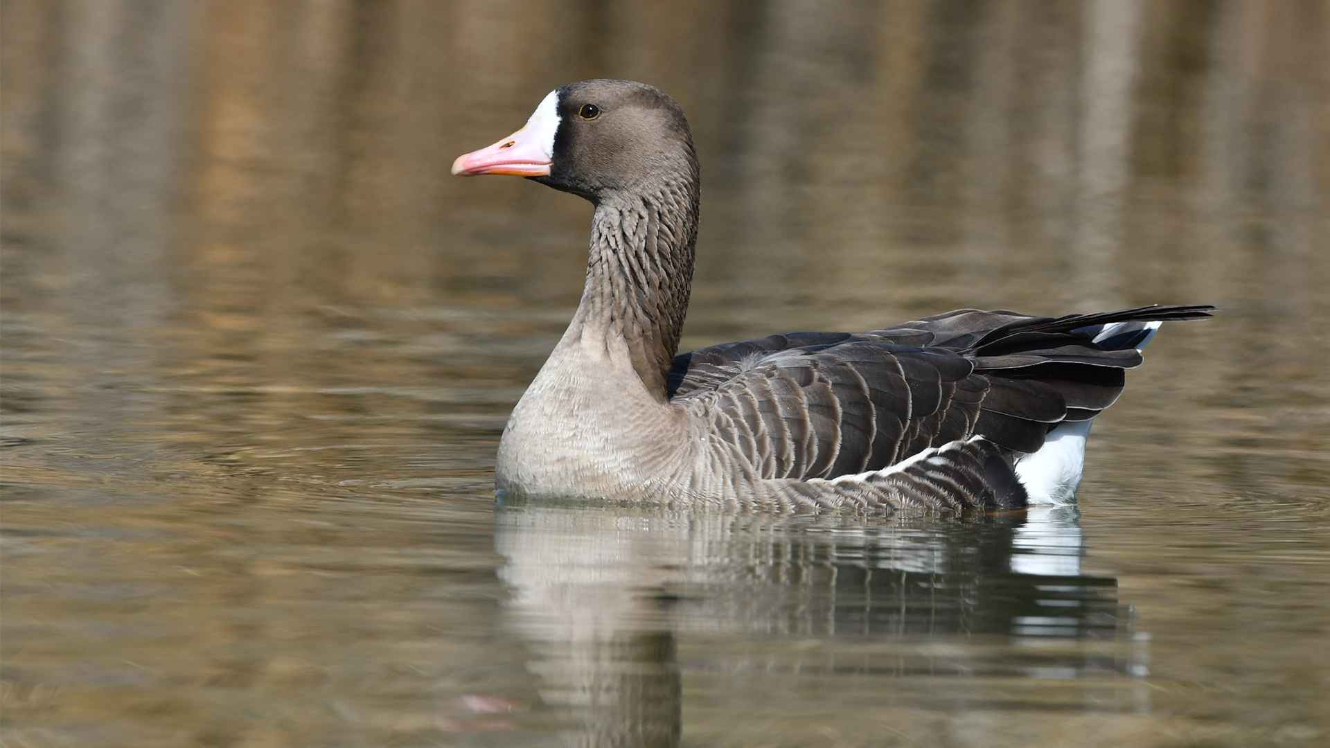 Greater White-fronted Goose